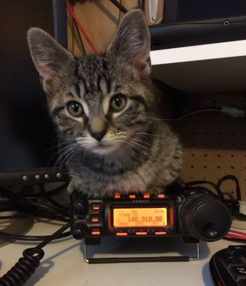 Cat on the ham radio!!